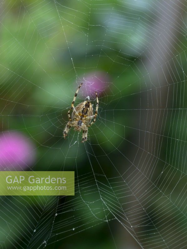 Araneus diadematus European garden spider in web  Mid September