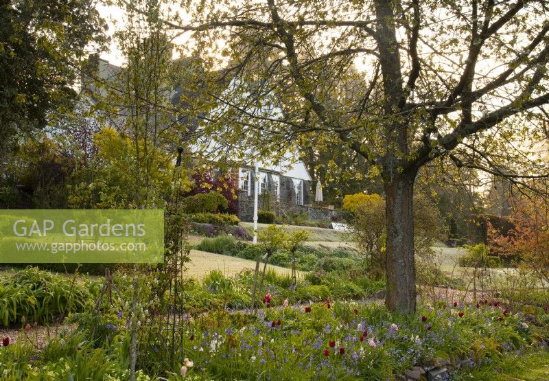 A border of Tulipa 'Apeldorn', Tulipa 'Apricot Pride' and Hyacinthoides non scripta - English Bluebells and Prunus on a slope up to the Arts and Crafts style house at High Moss.