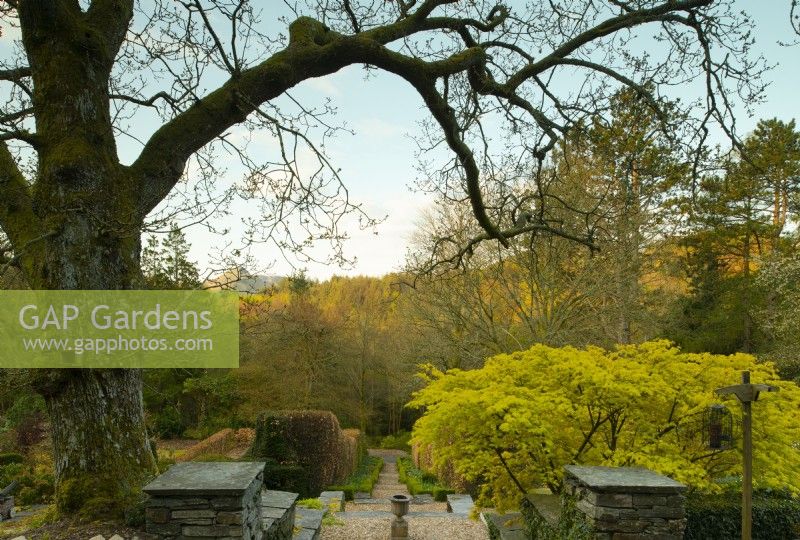 View down flight of steps edged with stone. An oak tree - Quercus, framing the view over Acer palmatum 'Orange Dream, a Japanese maple