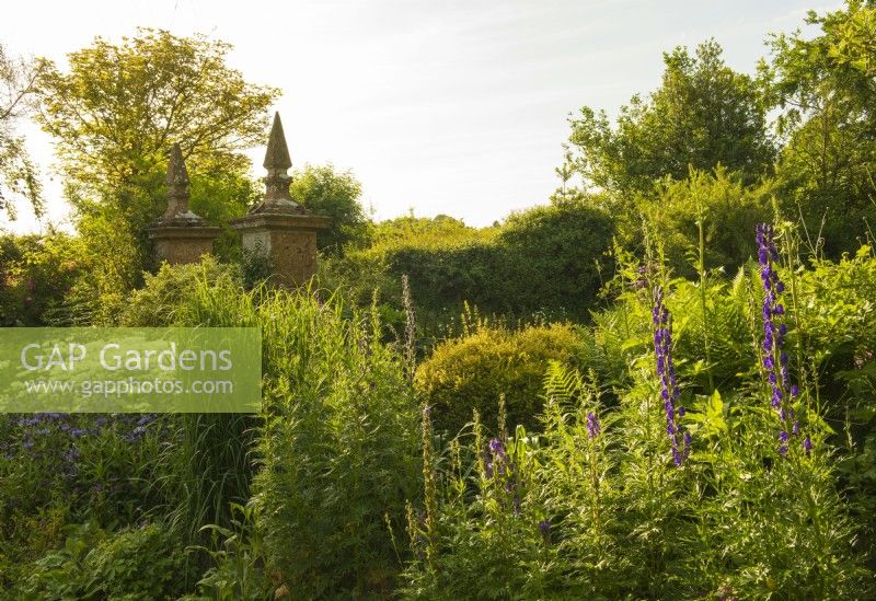 Aconitum carmichaelii 'Ardensii', Centaurea montana and Peltaria alliacea in a border next to stone pillars at Lower Severalls Farmhouse in June.