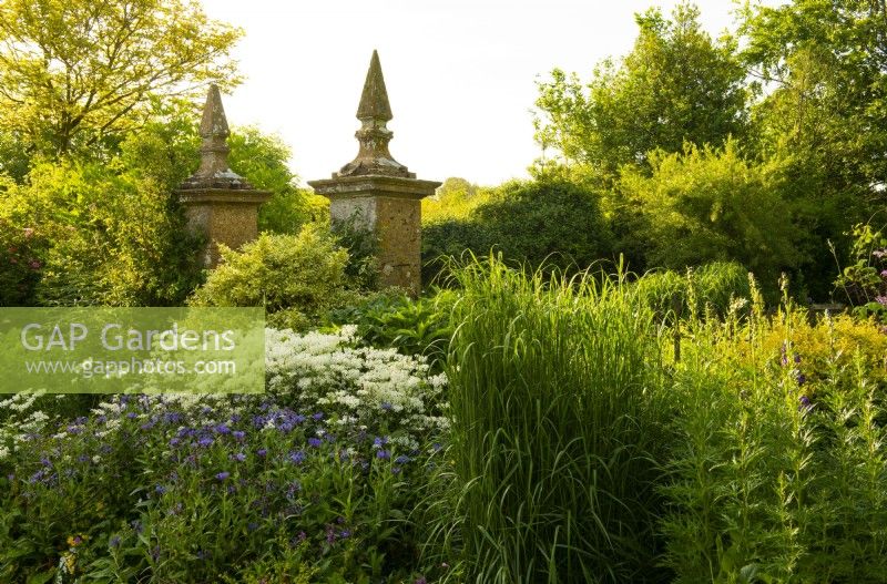 Centaurea montana and Peltaria alliacea in a border next to a gate of stone pillars in June