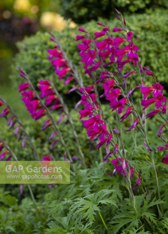 Gladiolis communis - Common corn flag