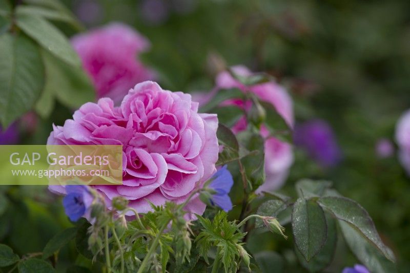 Dew covered Rosa 'Gertrude Jekyll' surrounded by blue geraniums