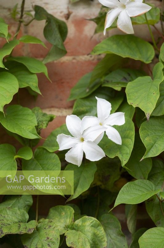 Mandevilla Laxa - Chilean jasmine