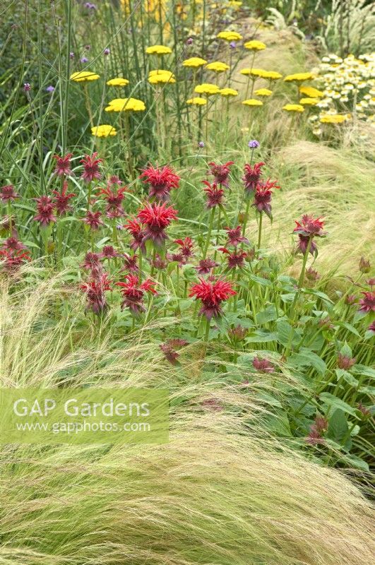 Border with Stipa tenuissima, Monarda 'Gardenview Scarlet' and Achillea filipendulina 'Gold Plate'