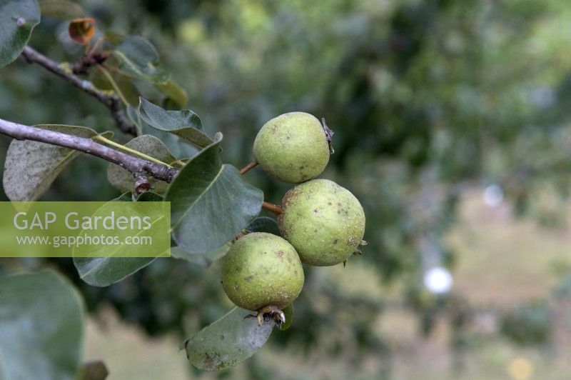 Pyrus Pyraster - European Wild Pear. 