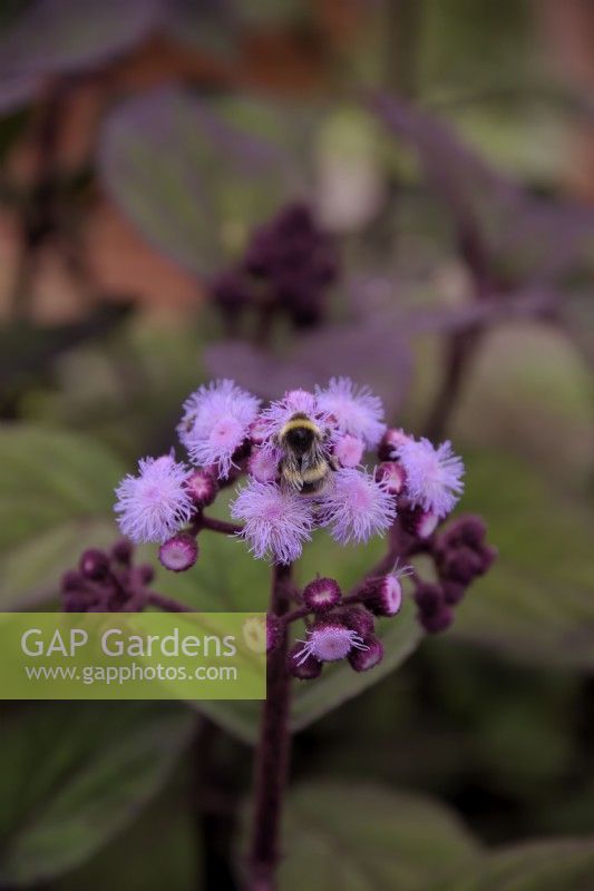 Bartlettina sordida with Bumble Bee - Bombus sp.