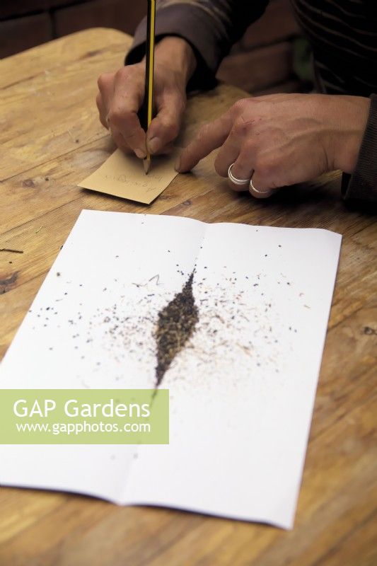 Using a folded paper to funnel cleaned Aquilegia seed into paper envelope and writing details on envelope