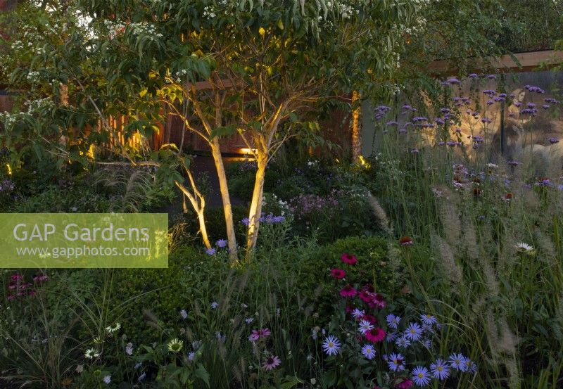 Late flowering perennials surrounded by Taxus baccata and Heptacodium miconioides lit at night in The Florence Nightingale Garden.