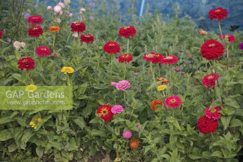 Zinnia 'Benary's Giant'