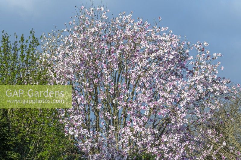 Magnolia sargentiana var. robusta tree flowering in Spring - March