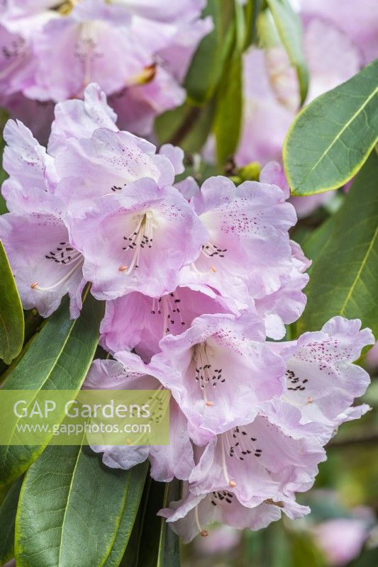 Rhododendron sutchuenense flowering in Spring - March