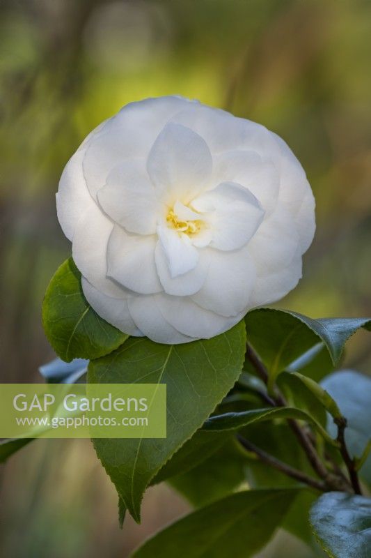 Camellia  'Le Lys' flowering in Spring -  march