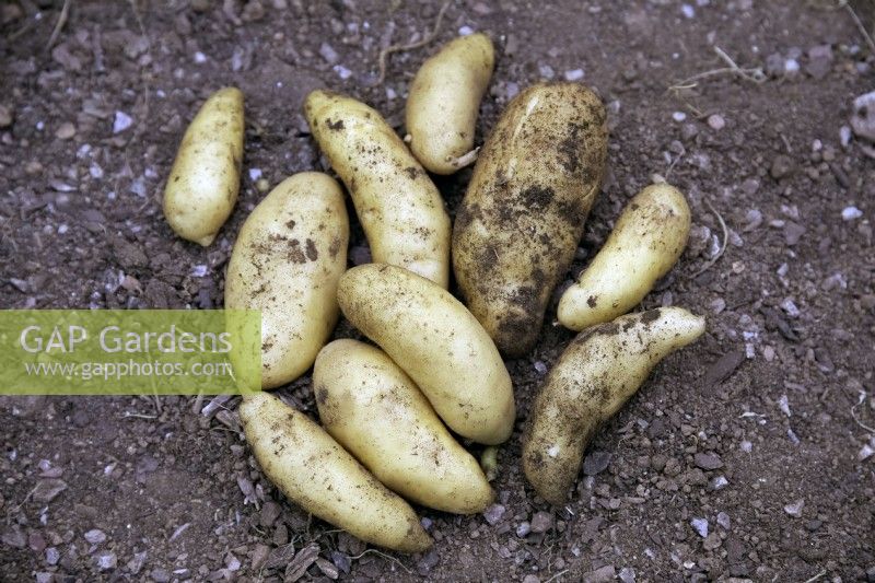 Tubers of Solanum tuberosum 'Ratte' potatoes