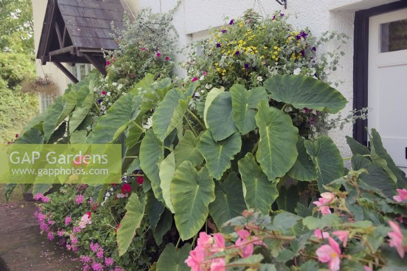 Colocasia esculenta growing large planters in the shade in the United Kingdom