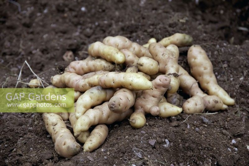 Lifting tubers of Solanum tuberosum 'Anja' potatoes