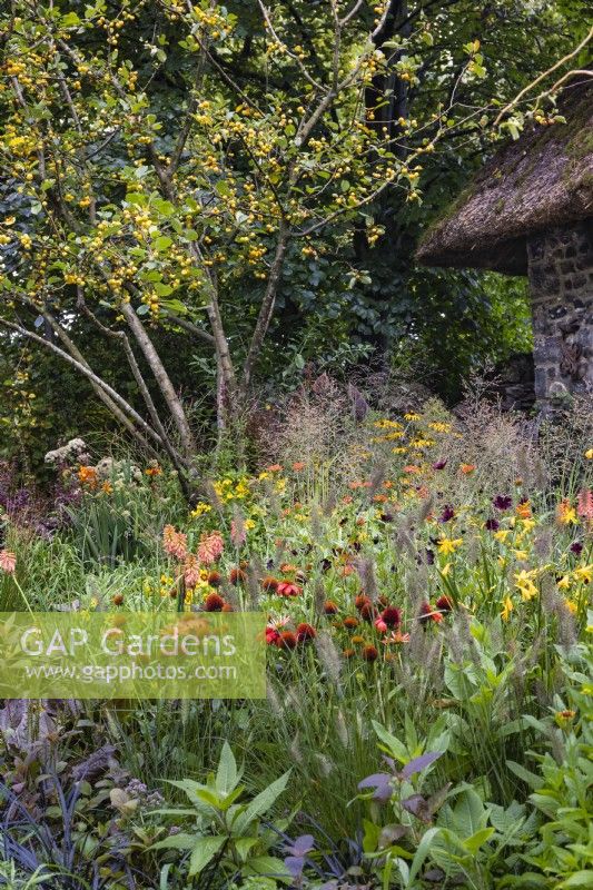 Crab-apple Malus 'Wintergold' surrounded by late summer planting including pennisetum, rudbeckia, echinacea, cone-flower, kniphofia, Helenium 'September Gold', and crocosmia. Edge of rustic hut to one side. Blue Diamond Forge Garden.