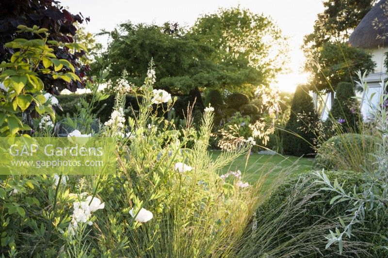 Border of white flowered plants catching the evening sun in July.