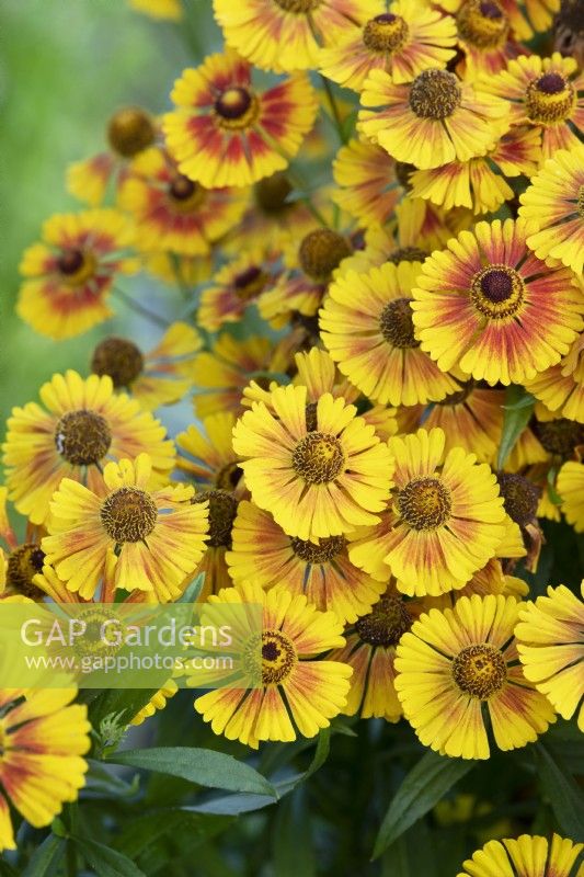 Helenium 'Peach Sundae' - Sneezeweed