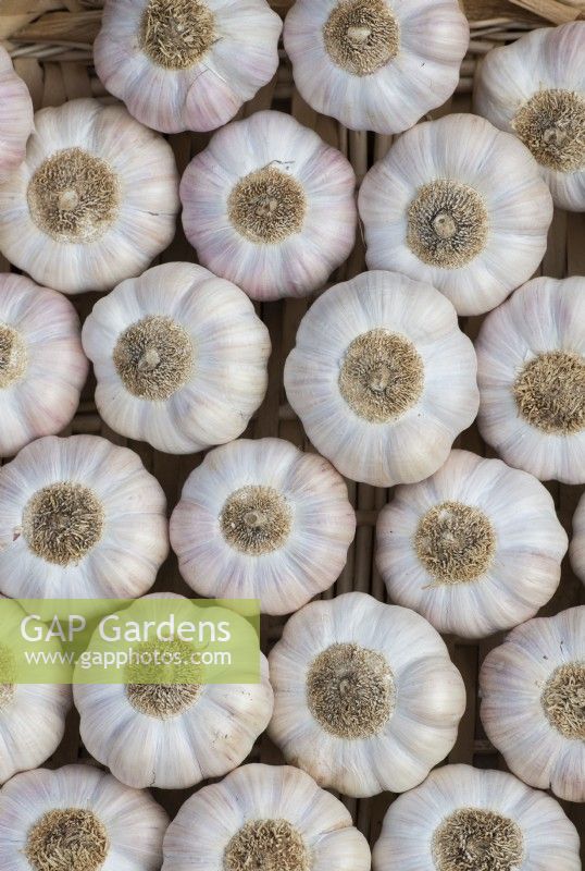 Allium Sativum - Garlic 'Rose de Lautrec' bulbs