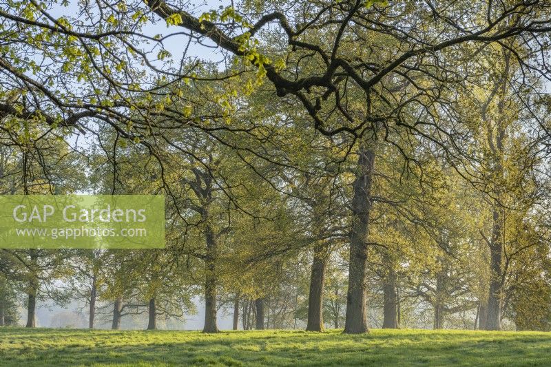 View of a stand of oak trees in a parkland garden in Spring - April