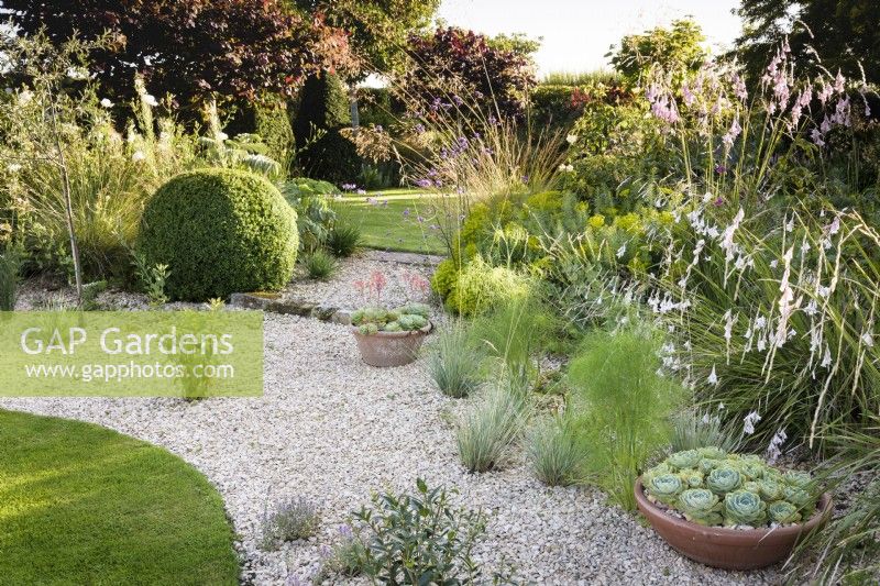 Pots of echeverias amongst planting in a gravel garden in July