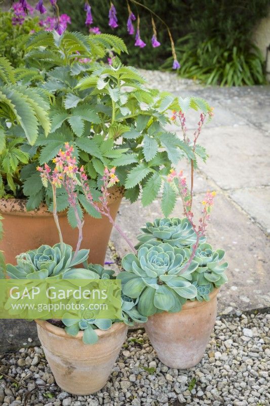 Pots of echeverias beside pot of melianthus in July