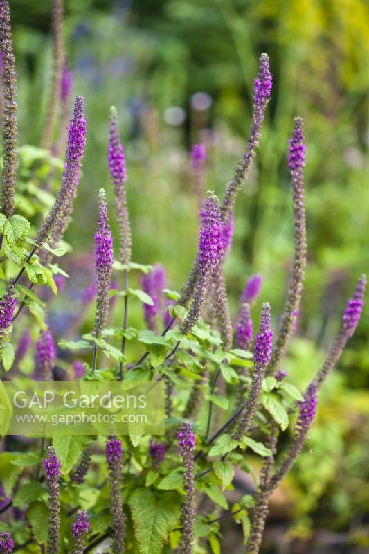 Teucrium hircanicum