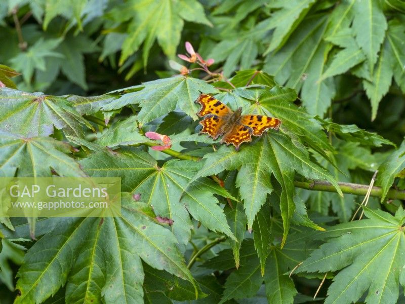 Comma Butterfly - Polygonia c-album  resting on Acer palmatum - Japanese Maple October 