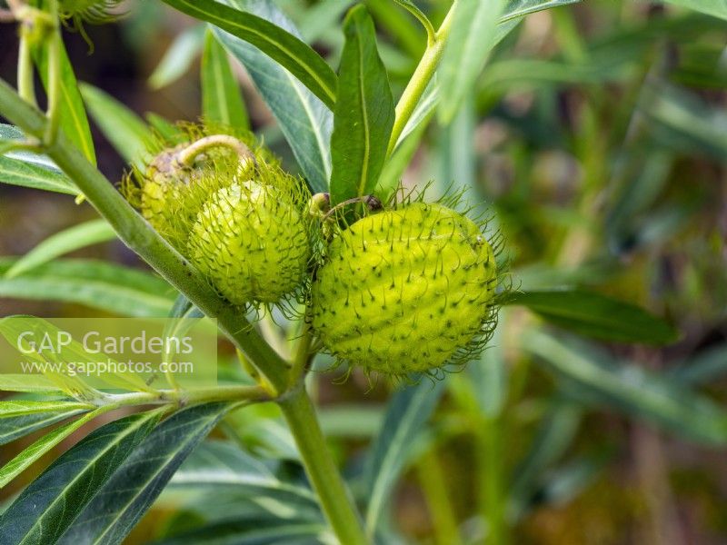 Gomphocarpus physocarpus, 'balloonplant'