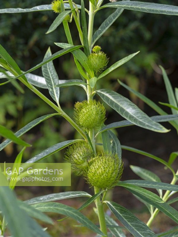 Gomphocarpus physocarpus, 'balloonplant'