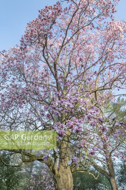 Magnolia campbellii flowering in spring - March