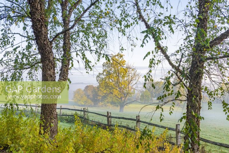 View through Betula nigra trees of parkland on a misty morning in autumn - October