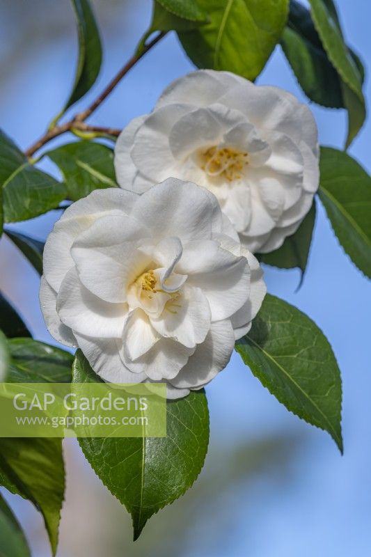 Camellia japonica 'Le Lys' flowering in spring - March
