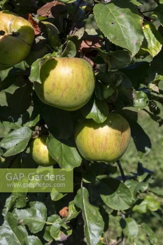 Malus  'Rambour Franc' apple. 