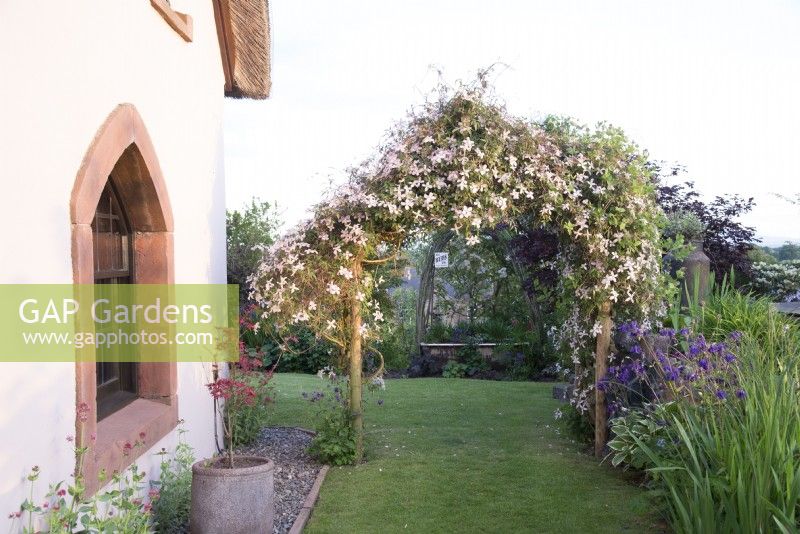 View of Clematis montana var. rubens 'Pink Perfection' arch in early June in cottage garden 