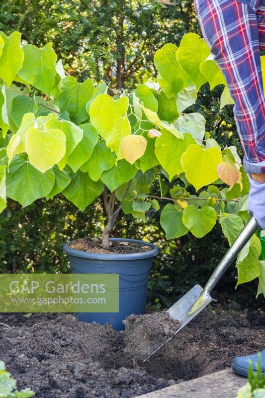 Digging a hole to plant Cercis canadensis 'The Rising Sun'