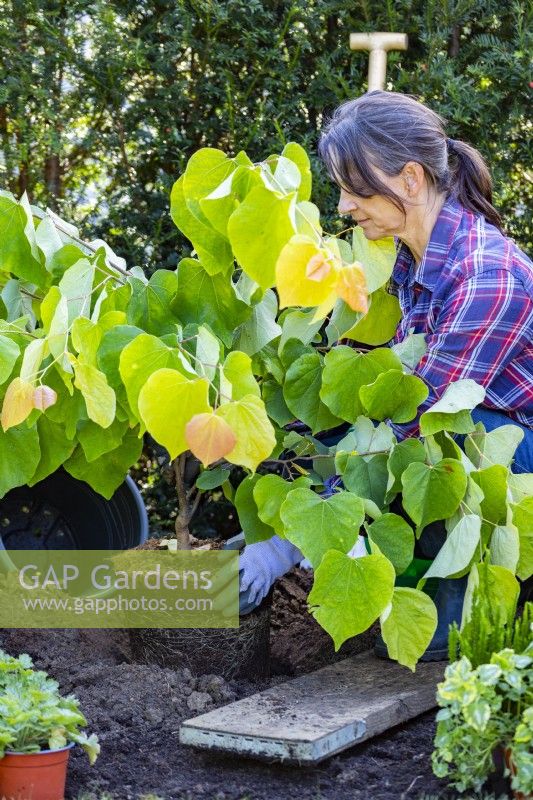 Woman planting Cercis canadensis 'The Rising Sun'