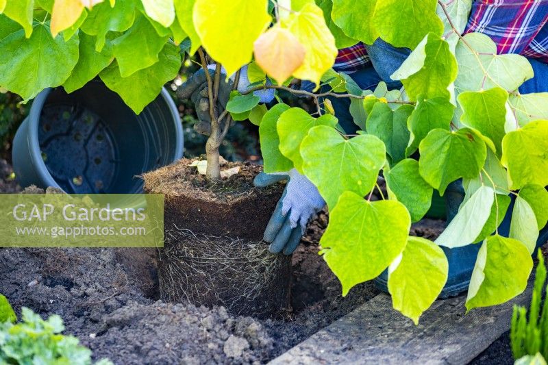 Planting Cercis canadensis 'The Rising Sun'