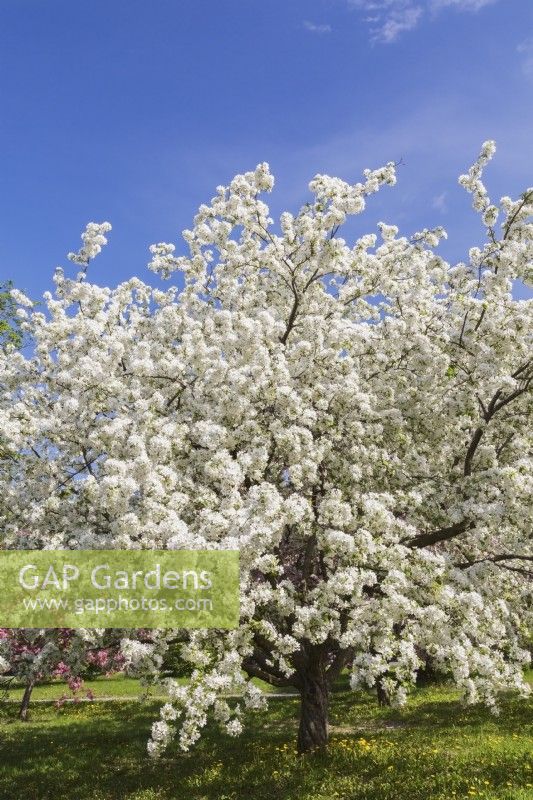 Malus 'Donald Wyman' - Flowering Crabapple with white blossoms - May