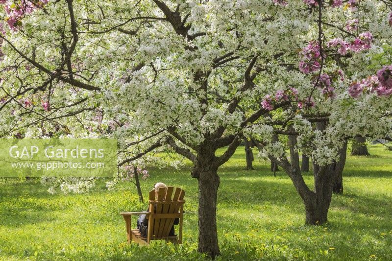 Woman relaxing in wooden Adirondack chair beneath Malus Gorgeous' - Crabapple trees in spring, Montreal Botanical Garden, Quebec, Canada