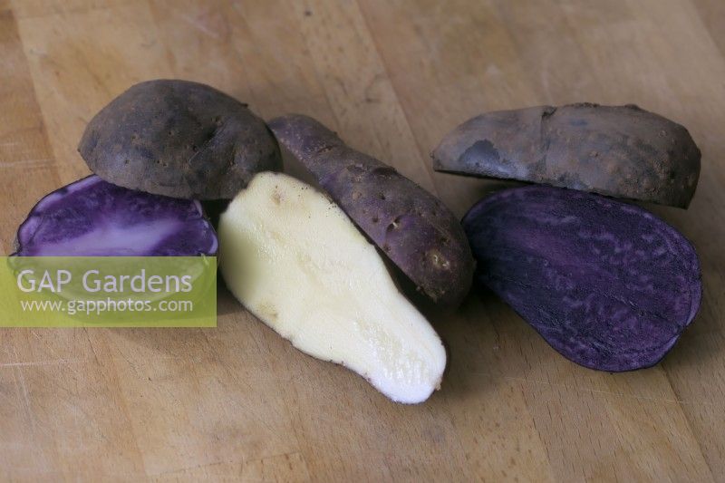 Solanum tuberosum - Potatoes left to right -  'Salad Blue', 'Blue Danube' and 'Violetta'
