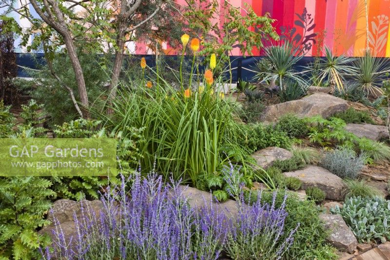 Drought tolerant meadow with Koelreuteria paniculata Kniphofia Red Hot Poker, Stachys byzantina, Salvia officinalis, rock rose, thyme, rosemary, Yucca rostrata, Festuca glauca 'Elijah Blue' and  Perovskia atriplicifolia. RHS COP26 Garden, RHS Chelsea Flower Show 2021, 