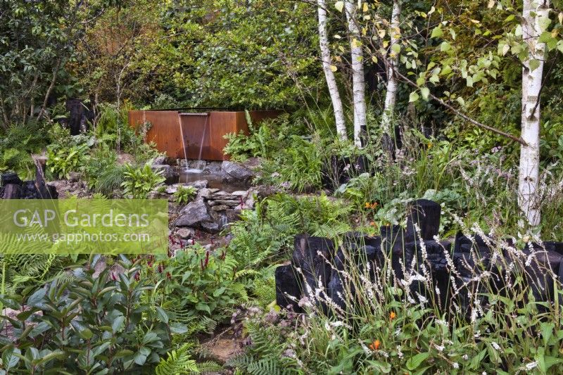 Mixed borders with ferns, Betula pendula, Astrantia 'Roma', Persicaria amplexicaulis 'Rosea' and Persicaria amplexicaulis 'Blackfield' to the feature waterfall. The Yeo Valley Organic Garden, RHS Chelsea Flower Show 2021 Design: Tom Massey