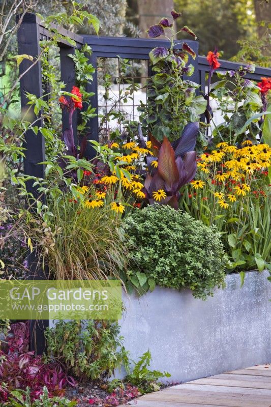 Raised bed planted with Rudbeckia fulgida var. sullivantii Goldsturm, Canna lilies, Pittosporum tenuifolium 'Golf Ball' and Crocosmia 'Lucifer'. RHS COP26 Garden, RHS Chelsea Flower Show 2021 