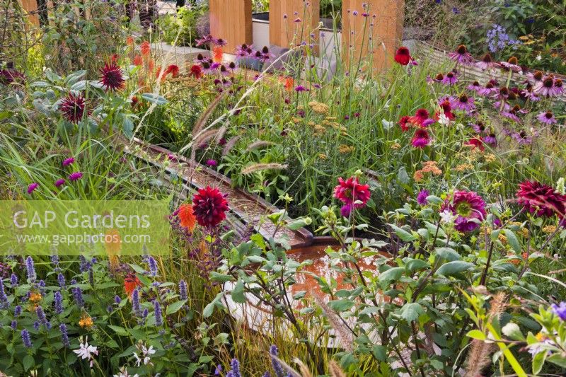 Water rill and small pool amongst colorful planting with Achillea Walther Funke, Echinacea 'Eccentric', Kniphofia, Dahlia, Panicum virgatum, Agastache and Verbena bonariensis. Finding our Way: An NHS Tribute Garden at RHS Chelsea Flower Show 2021 