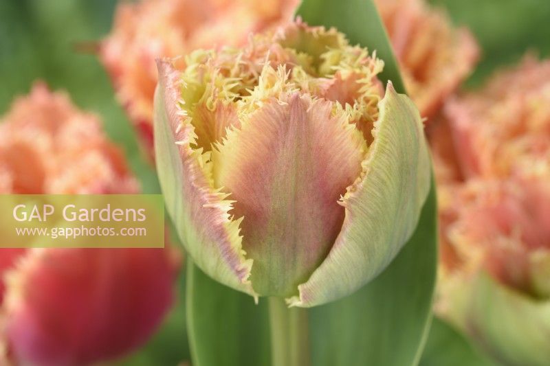 Tulipa  'Brisbane'  Tulips  Double fringed tulip  Flower starting to open  April
