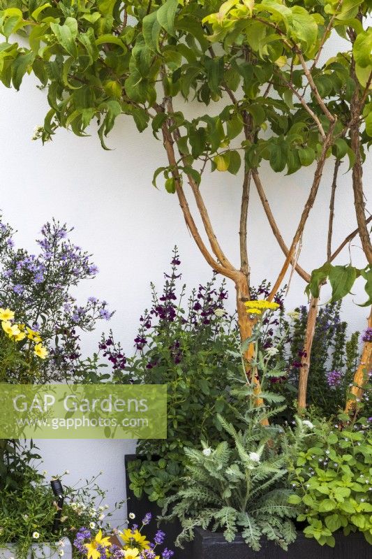 Landform Balcony Garden. Multi-stemmed shrub Heptacodium niconoides planted in black square container, underplanted with bee-loving plants including Salvia 'Nachtvlinder' and achilleas. Also including asters and Helianthus 'Lemon Queen'.