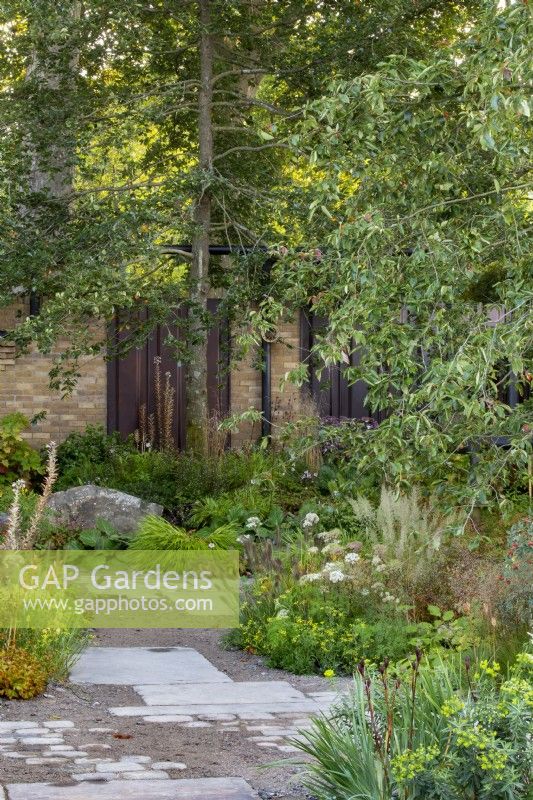 The M and G Garden. Paved area with a mix of gravel and paving for improved drainage, leading to shady woodland planting. Including Acanthus hungaricus 'White Lips', Euphorbia wallichii, Sporobolus heterolepis, Calamgrostis brachytricha, Rosa glauca, and Artemisia lactiflora. Trees are black gum, Nyssa sylvatica.