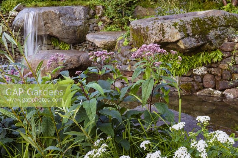 Psalm 23 Garden. Naturalistic cascade of water from granite, worn rocks in drystone wall into tranquil pool. Featuring Eupatorium maculatum
'Riesenschirm'.